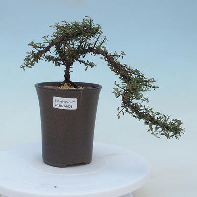 Vonkajšia bonsai-Cotoneaster microcarpa var.thymifolius-Skalník - 1