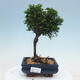 Vonkajšie bonsai - Cham.pis obtusa Nana Gracilis - Cypruštek - 1/2