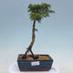Vonkajší bonsai -Javor dlaňovitolistý Acer palmatum Shishigashira - 1/2