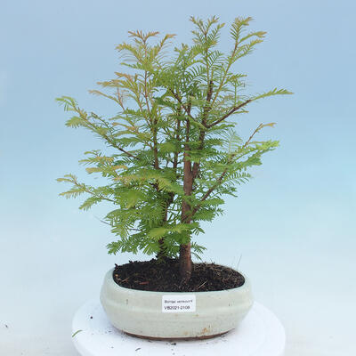 Vonkajšie bonsai -Metasequoi - metasekvoj čínska lesíkom - 1