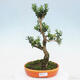 Izbová bonsai - Buxus harlandii -korkový buxus - 1/6