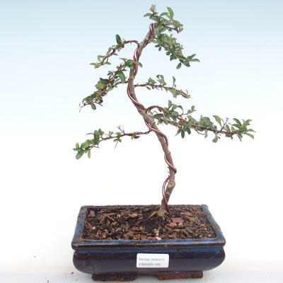 Vonkajšia bonsai-Pyracanta Teton -Hlohyně VB2020-105 - 1