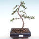 Vonkajšia bonsai-Pyracanta Teton -Hlohyně VB2020-105 - 1/2