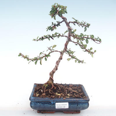 Vonkajšia bonsai-Pyracanta Teton -Hlohyně VB2020-106 - 1