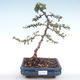 Vonkajšia bonsai-Pyracanta Teton -Hlohyně VB2020-106 - 1/2