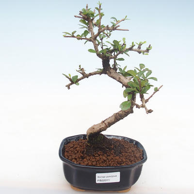 Pokojová bonsai - Carmona macrophylla - Čaj fuki PB2211 - 1
