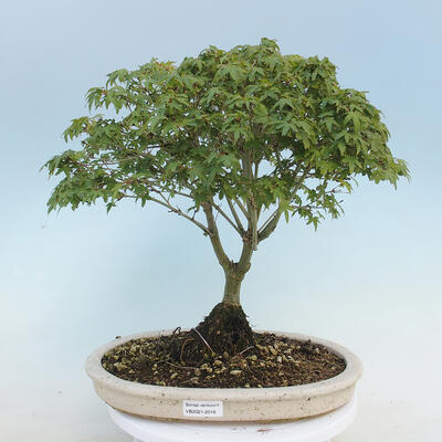 Acer palmatum KIOHIME - Javor dlaňolistý - 1