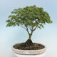 Acer palmatum KIOHIME - Javor dlaňolistý - 1/5