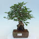 Vonkajší bonsai -Carpinus CARPINOIDES - Hrab kórejský - 1/5