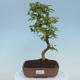 Vonkajšie bonsai - Carpinus CARPINOIDES - Hrab kórejský - 1/4