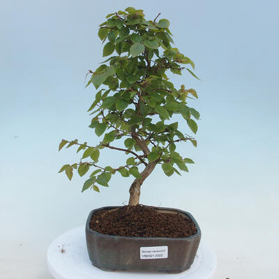 Vonkajšie bonsai - Carpinus CARPINOIDES - Hrab kórejský - 1