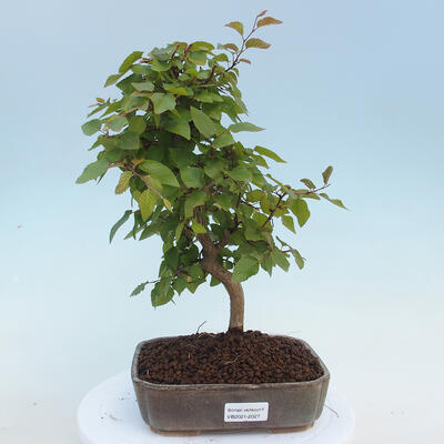 Vonkajšie bonsai - Carpinus CARPINOIDES - Hrab kórejský - 1