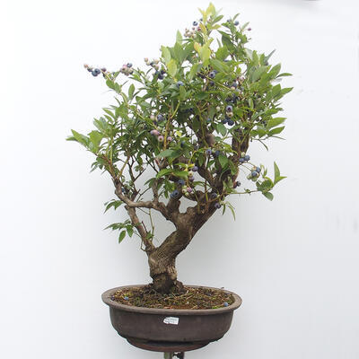 Vonkajšie bonsai - kanadská čučoriedka - Vaccinium corymbosum - 1