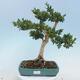 Vonkajšie bonsai - Buxus microphylla - krušpán - 1/5