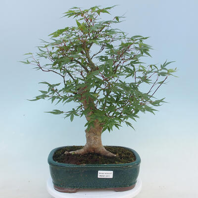 Acer palmatum - Javor dlaňolistý - 1