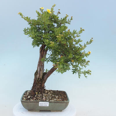 Vonkajšia bonsai-Nátržník krovitá - potentila fruticosa žltá - 1