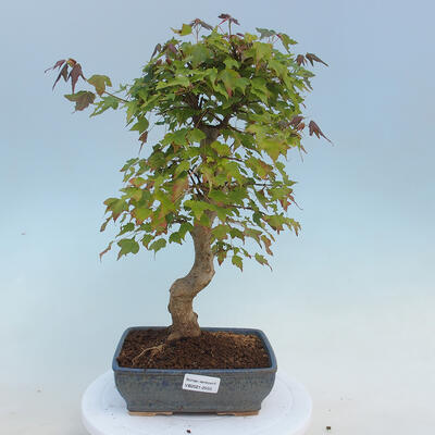 Vonkajšie bonsai - Javor Buergerianum - Javor Burgerův - 1