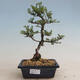 Vonkajšie bonsai - Ulmus parvifolia SAIGEN - malolistá brest - 1/2