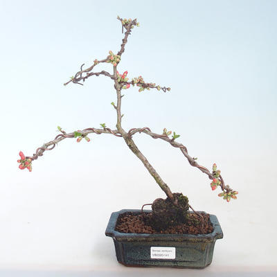 Vonkajšie bonsai - Chaenomeles špec. Rubra - Dulovec VB2020-141 - 1