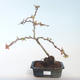 Vonkajšie bonsai - Chaenomeles špec. Rubra - Dulovec VB2020-141 - 1/3