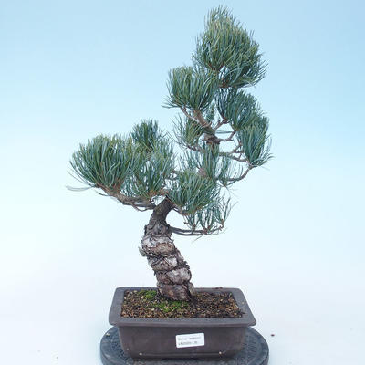 Pinus parviflora - borovica drobnokvetá VB2020-135 - 1