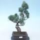 Pinus parviflora - borovica drobnokvetá VB2020-135 - 1/3