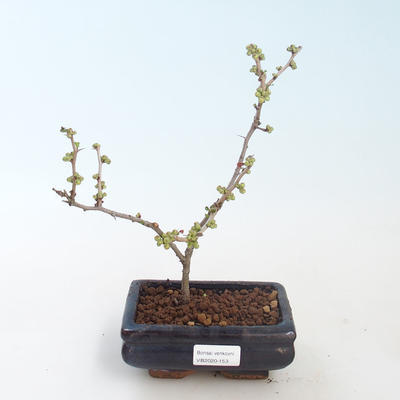 Vonkajšie bonsai - Chaenomeles sup. jet trail - Dulovec biely VB2020-153 - 1