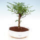 Izbová bonsai - Zantoxylum piperitum - Pepřovník - 1/4