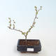 Vonkajšie bonsai - Chaenomeles sup. jet trail - Dulovec biely VB2020-153 - 1/4