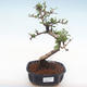 Pokojová bonsai - Carmona macrophylla - Čaj fuki PB2211 - 1/5