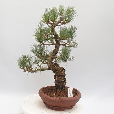 Vonkajšie bonsai - Pinus parviflora - borovica drobnokvetá - 1