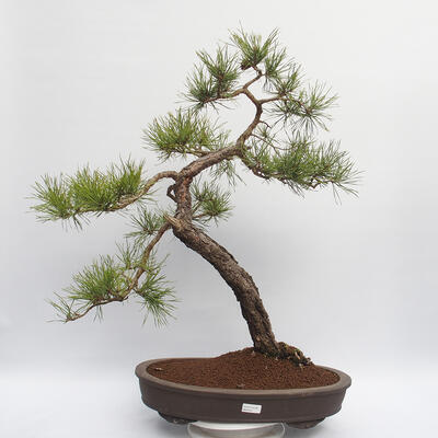 Vonkajší bonsai - Pinus sylvestris - Borovica lesná - 1