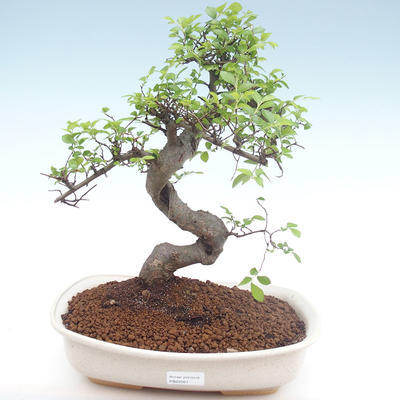 Pokojová bonsai - Ulmus parvifolia - Malolistý jilm PB22021 - 1