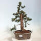 Vonkajší bonsai - Taxus cuspidata - Tis japonský - 1/6