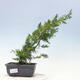 Vonkajšie bonsai - Juniperus chinensis Itoigawa-Jalovec čínsky - 1/4
