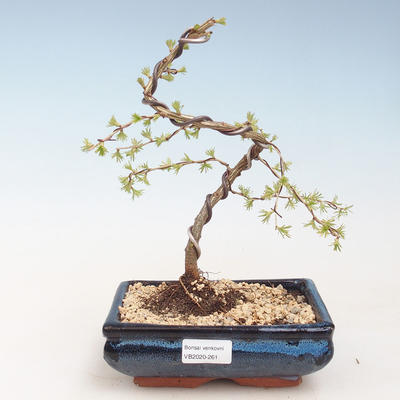 Vonkajší bonsai -Larix decidua - Smrekovec opadavý VB2020-261