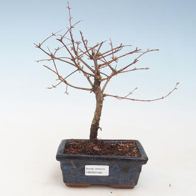 Vonkajšie bonsai - Metasequoia glyptostroboides - Metasekvoja Čínska VB2020-262 - 1