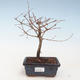 Vonkajšie bonsai - Metasequoia glyptostroboides - Metasekvoja Čínska VB2020-262 - 1/2