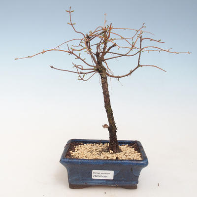 Vonkajšie bonsai - Metasequoia glyptostroboides - Metasekvoja Čínska VB2020-264 - 1