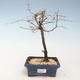 Vonkajšie bonsai - Metasequoia glyptostroboides - Metasekvoja Čínska VB2020-264 - 1/2