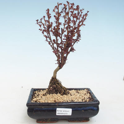 Vonkajšie bonsai - Berberis thunbergii Atropurpureum - dráč VB2020-273 - 1