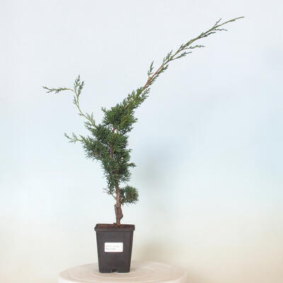 Vonkajšie bonsai - Juniperus chinensis Kishu -Jalovec čínsky