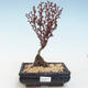 Vonkajšie bonsai - Berberis thunbergii Atropurpureum - dráč VB2020-273 - 1/2