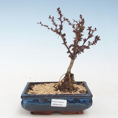 Vonkajšie bonsai - Berberis thunbergii Atropurpureum - dráč VB2020-274 - 1