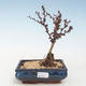 Vonkajšie bonsai - Berberis thunbergii Atropurpureum - dráč VB2020-274 - 1/2