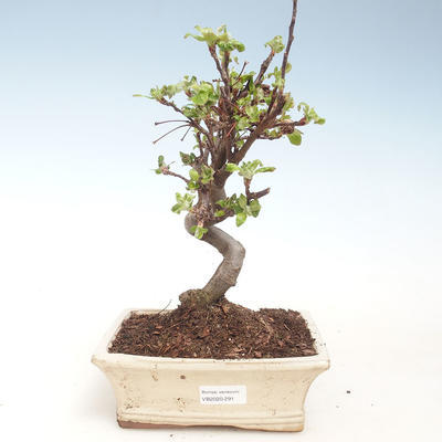 Vonkajšie bonsai - Malus halliana - Maloplodé jabloň VB2020-291 - 1