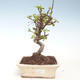 Vonkajšie bonsai - Malus halliana - Maloplodé jabloň VB2020-291 - 1/4