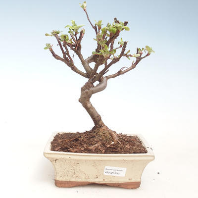Vonkajšie bonsai - Malus halliana - Maloplodé jabloň VB2020-292 - 1