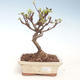 Vonkajšie bonsai - Malus halliana - Maloplodé jabloň VB2020-292 - 1/4