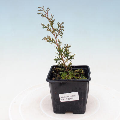 Vonkajšie bonsai - Juniperus chinensis Itoigawa-Jalovec čínsky